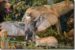 Медведь, волк, сова, заяц в музее посёлка Колывань