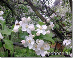 Яблоневый сад в посёлке Яйлю